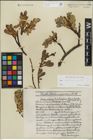 Foto von Salix kitaibeliana Willd.
